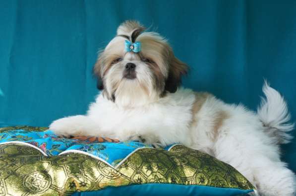 Щенки ши-тцу в Москве фото 17