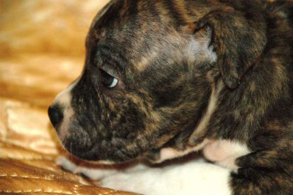 Высокопородные детки Амстаффа