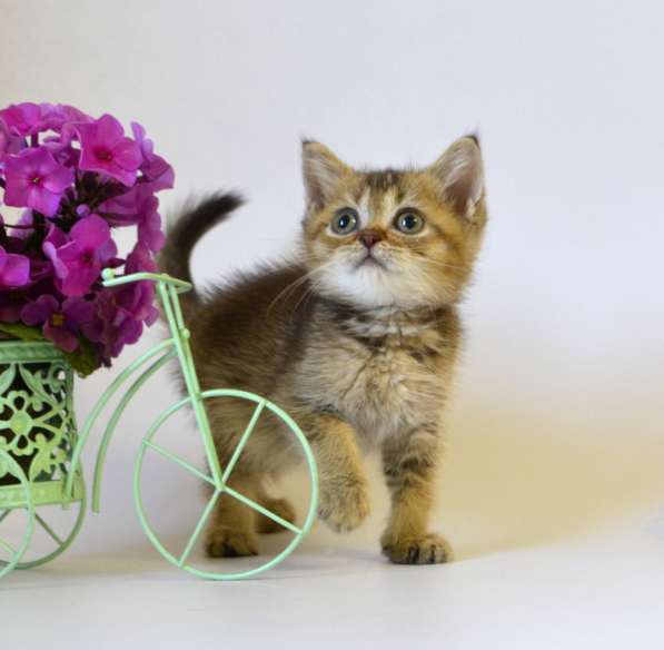 Шотландские котята, цена снижена в Москве фото 17