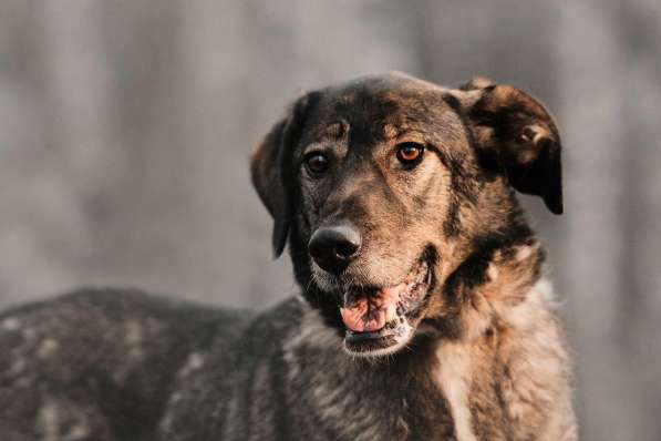 Надёжный Друг Курт ищет семью в Москве фото 41