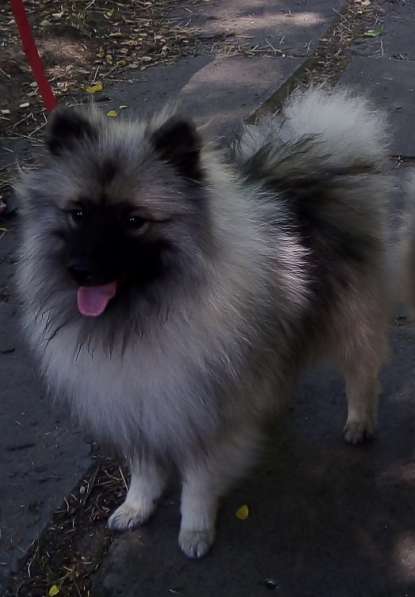 Кеесхонд/вольфшпиц. Щенки в фото 3