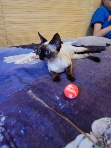 Девон-рекс котята, питомник Улан-Удэ в Улан-Удэ фото 6