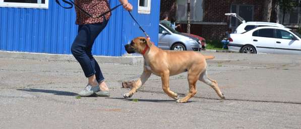 Щенки ЮА Бурбуля в Краснодаре фото 4
