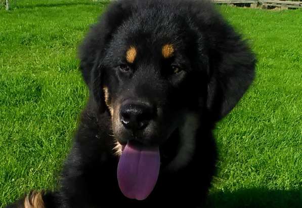 Тибетский мастиф - лучший страж на территории в Москве фото 180