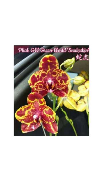 Подростки орхидей в размере 1.7 и 2.5 в Кстове фото 7