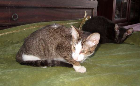 Котик петерболда в Санкт-Петербурге