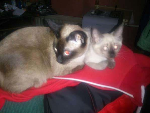 Тайский ( Меконский бобтеил ) в Санкт-Петербурге