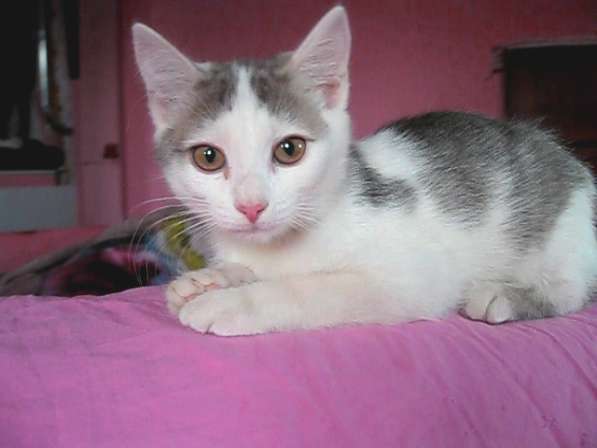 Европейская короткошерстная кошка – отличный домашний питоме в фото 4
