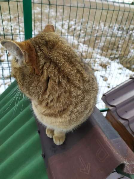 Ласковый мурлыка в Санкт-Петербурге фото 32