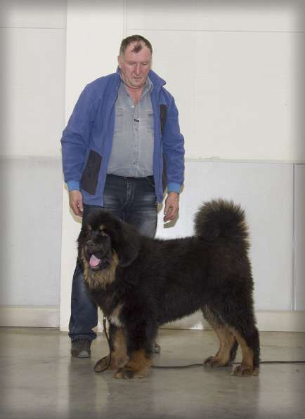 Подрощенный кобель Тибетского мастифа в Киржаче фото 5