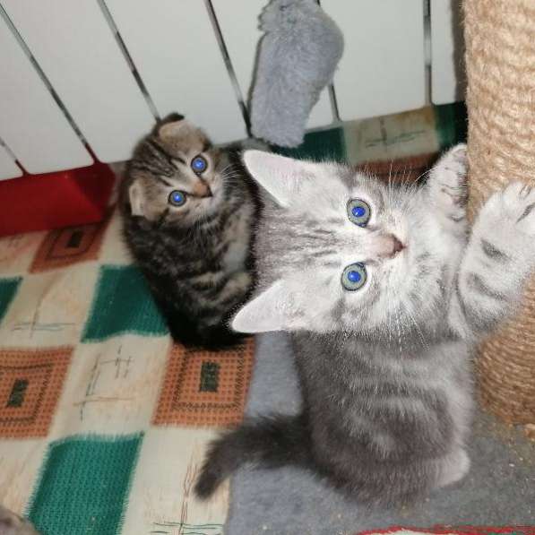 Шотландский котик в Омске