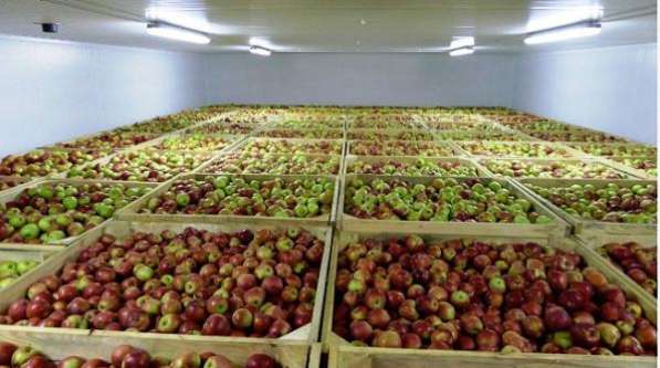 Монтаж холодильных камер для хранения яблок в Крыму в Симферополе фото 6