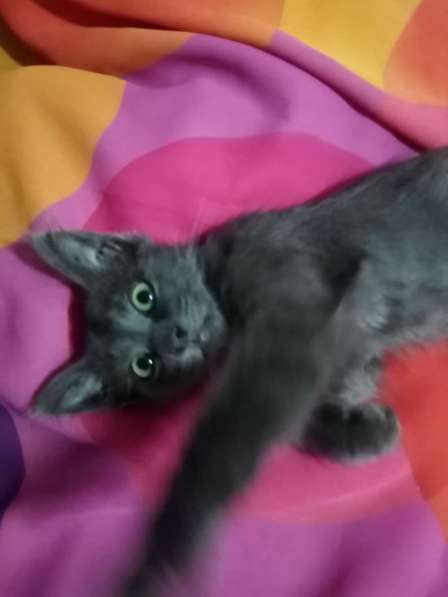 Котенок в добрые руки. Ласкушка Кирюша в Москве фото 18