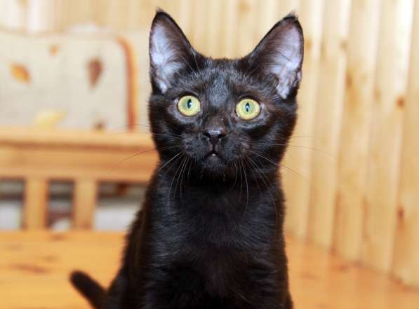 Котята в добрые руки. Рыжие девочки в Москве фото 29