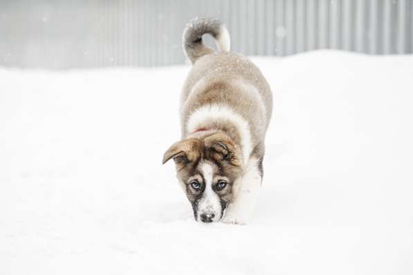Щенок Ося ищет доброго хозяина! в Москве фото 12