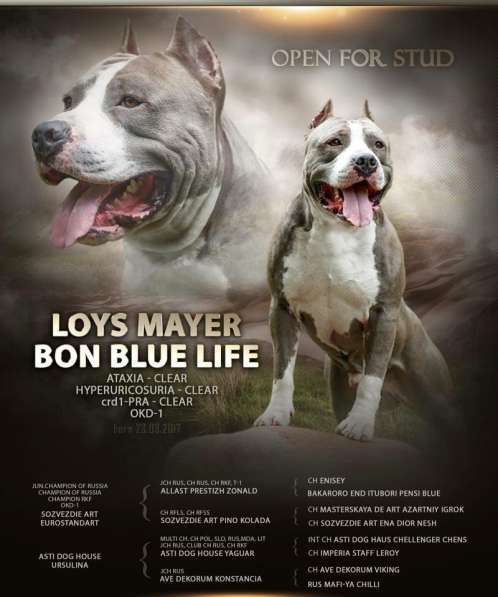 Щенки Амстаффа 4 месяца ркф в Москве фото 4