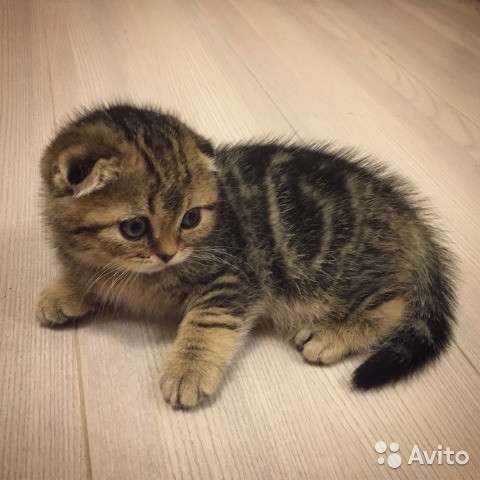 Котята вислоухие и прямоухие в Иванове фото 4