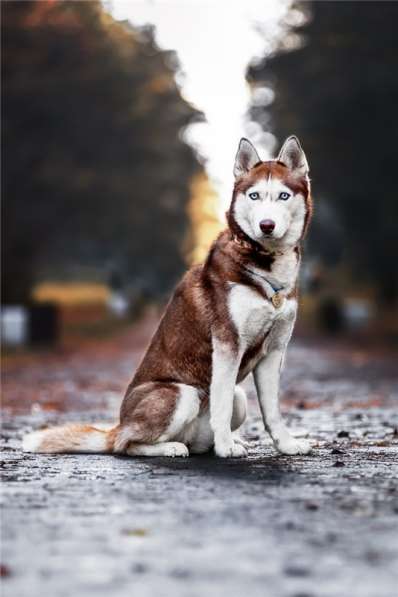 Девочка хаски в добрые руки в Москве фото 10