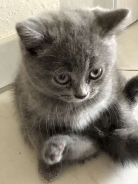Котятам новый дом в фото 4