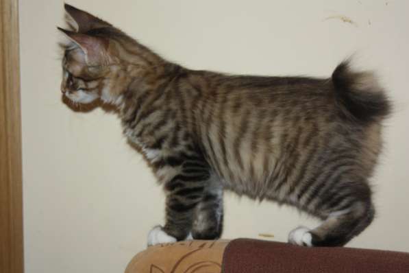 Котята Курильского бобтейла из питомника в Краснодаре фото 6