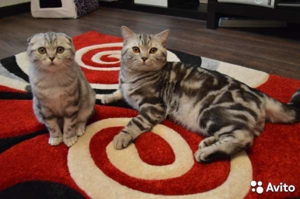 Вязка с британским котом в Костроме фото 3