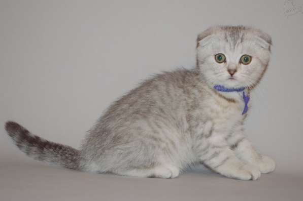 Кот на вязку 2000 котята от 2000 в Ярославле фото 4