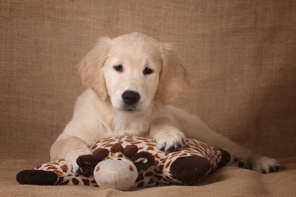 Продается девочка золотистого ретривера