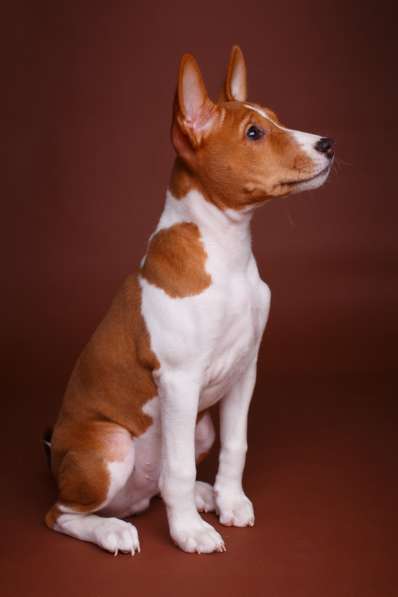 Щенки басенджи в Череповце фото 6