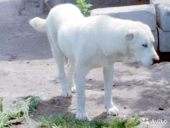 Белый годовалый кобель сао в Бийске фото 4
