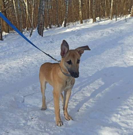 Керри ищет дом! в Москве