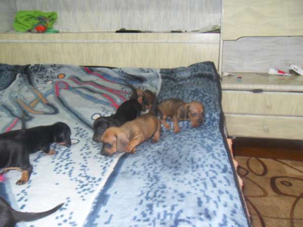 Породистые щенки карликовой таксы в Саратове фото 17