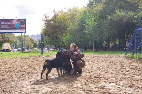 Коррекция поведения и дрессировка собак в Москве фото 4