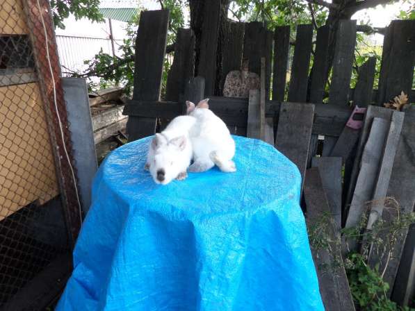 Кролики в Красноярске фото 7