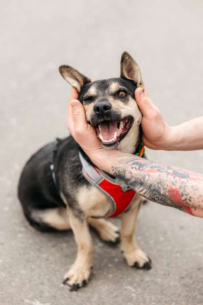 Маленькая собачка Дора в дар в Москве фото 9