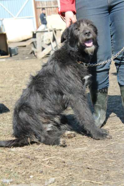 Отдам даром Чупа-молодая собака в Челябинске фото 4