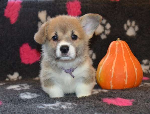 Щенки вельш корги пемброк в Санкт-Петербурге фото 10