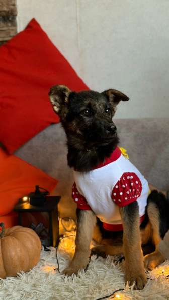 Очень красивые щенки в Санкт-Петербурге фото 11