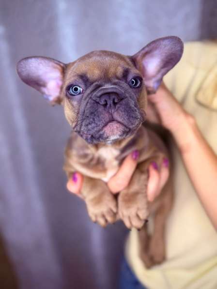 Щенки французского бульдога в Москве
