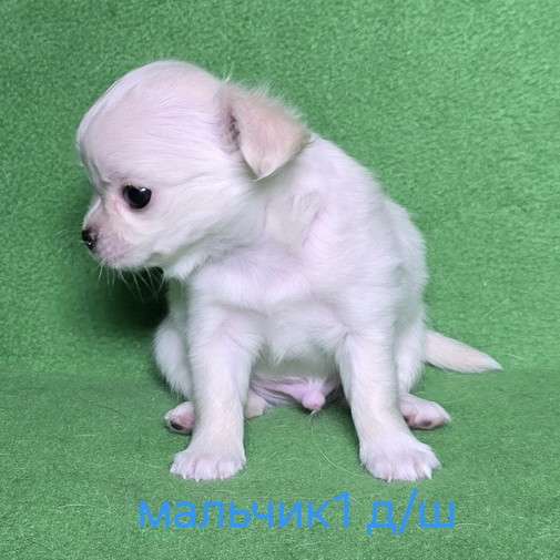 Очаровательный щенок чихуахуа в Москве фото 3