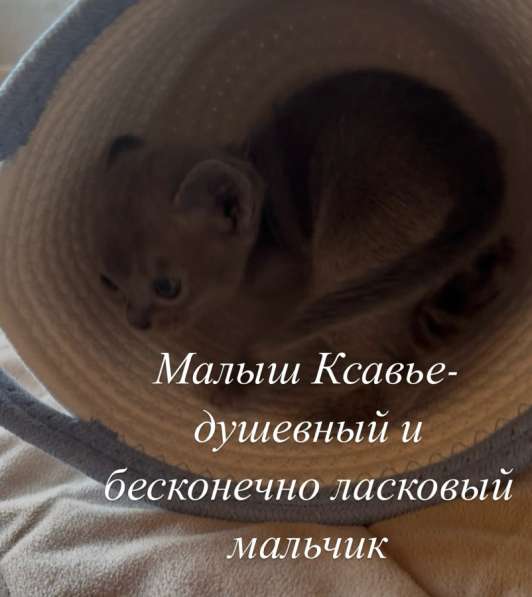 Котята Бурма в Красноярске фото 6