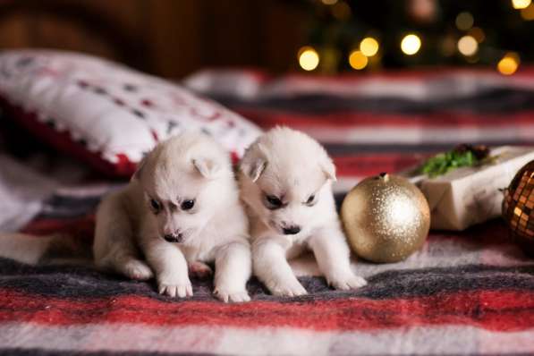 Открыта бронь на щенков хаски в Москве фото 19