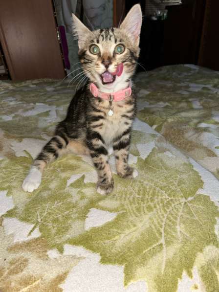 Бенгальский котёнок мраморного окраса