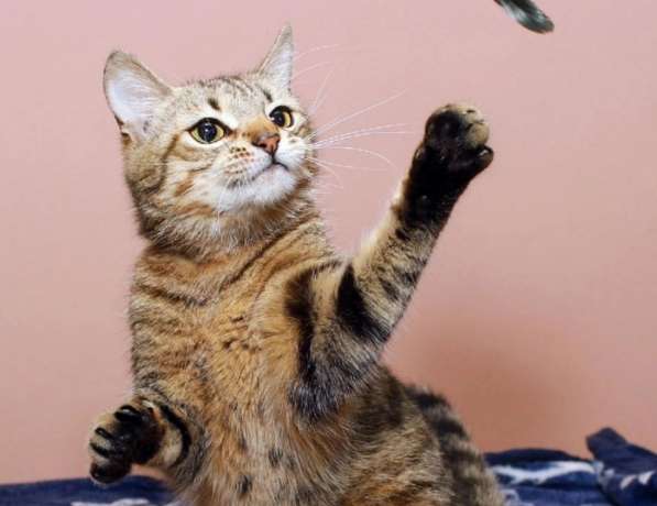 Кошка в добрые руки. Юная Алиса