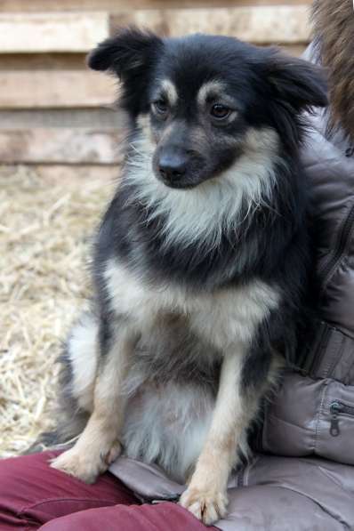 Метис шпица пушистый пёсик Даниэль в дар в Москве фото 5