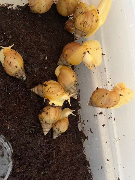 Улитки Ахатины в Уфе фото 3