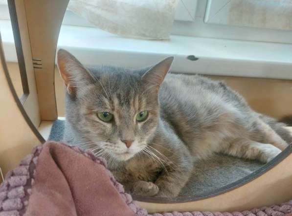 Красивая кошка Конфетка в добрые руки