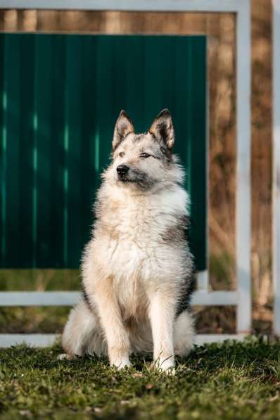 Общительная и добродушная бородатая дама Софа в Москве фото 4