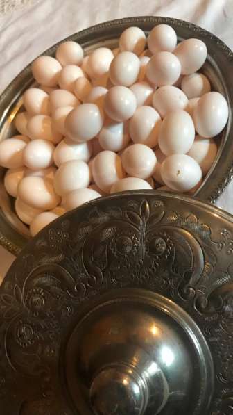 Яйца голубей, голубиные яйца