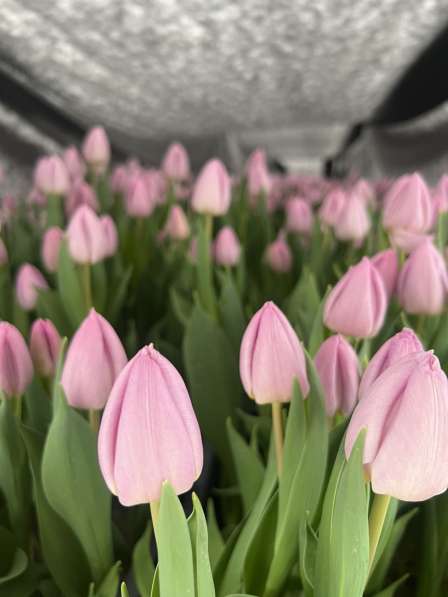 Купить тюльпаны к 8 марта оптом в Мелитополе в 