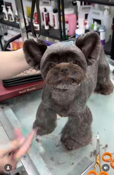 Шоколадный Йорк девочка